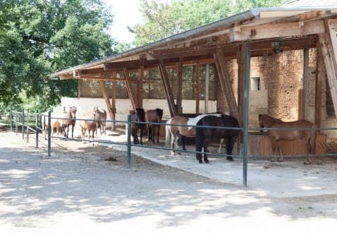 Reitanlage Gut Groß Winkelhausen 4
